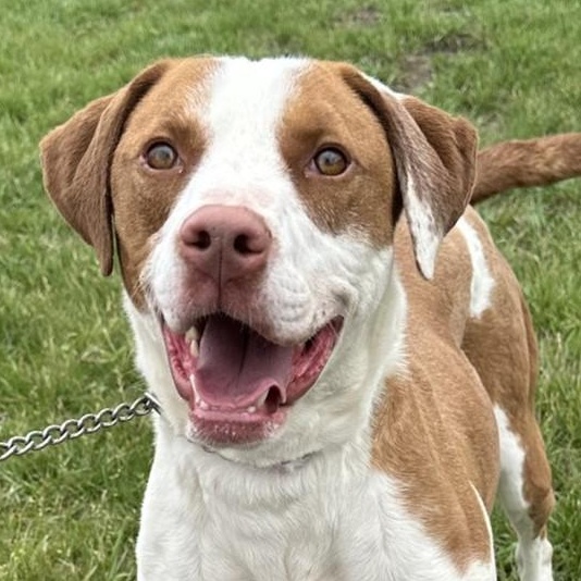Enlarge Trudy, a Adoptable Pointer in Hastings, NE image 2/3