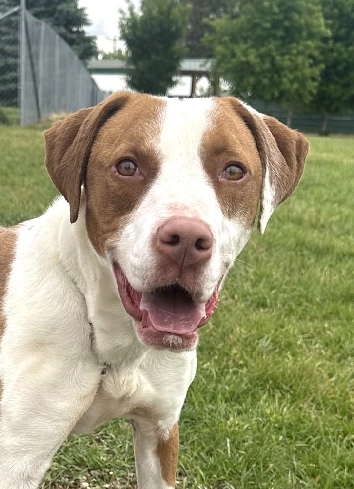 Trudy, a Adoptable Pointer in Hastings, NE image 1/3