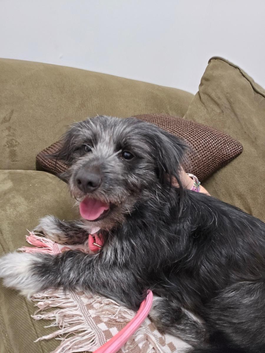 Enlarge Joyce, a ADOPTABLE mixed breed in Edgewood, MD image 4/6