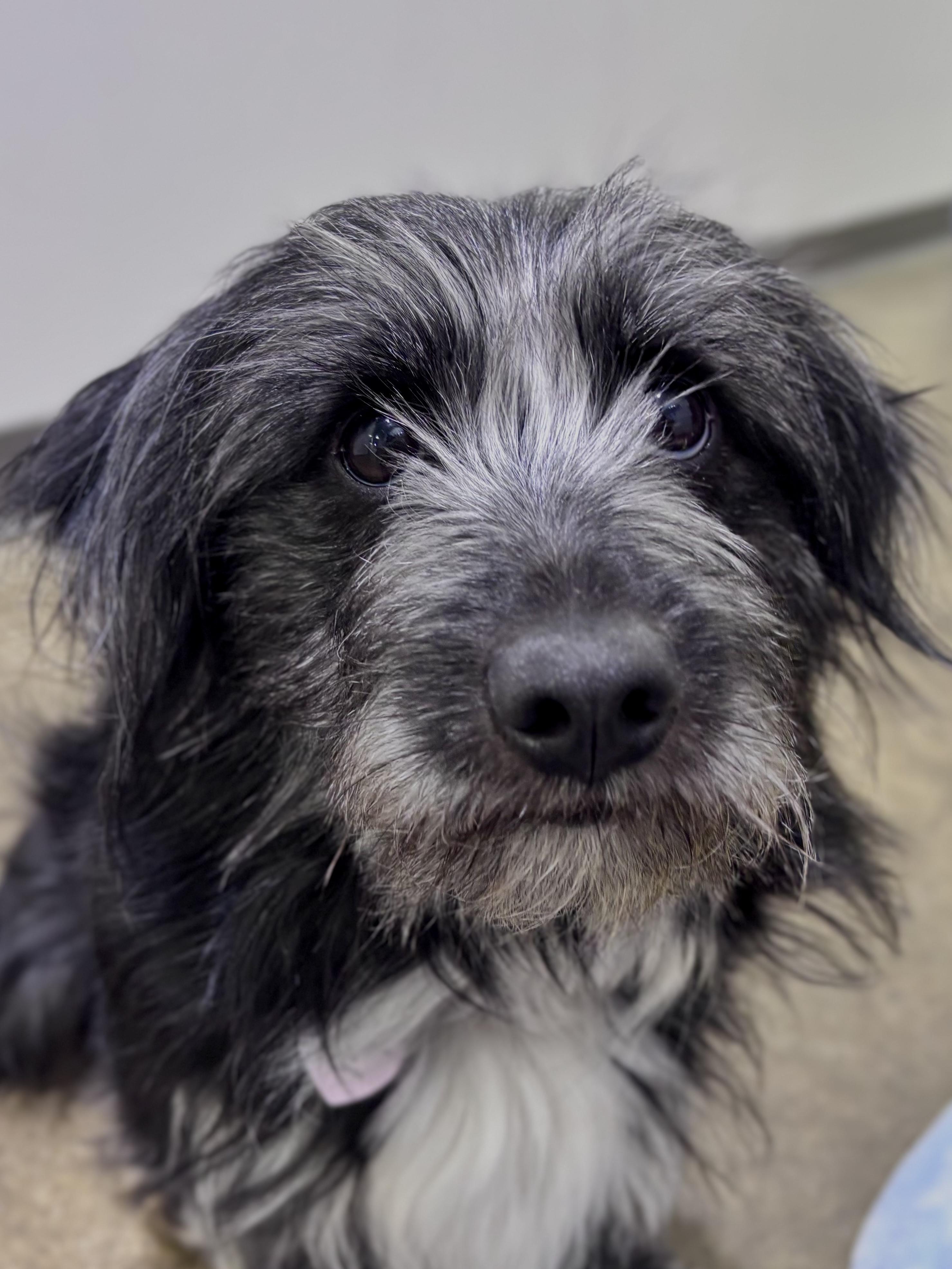 Enlarge Joyce, a ADOPTABLE mixed breed in Edgewood, MD image 6/6