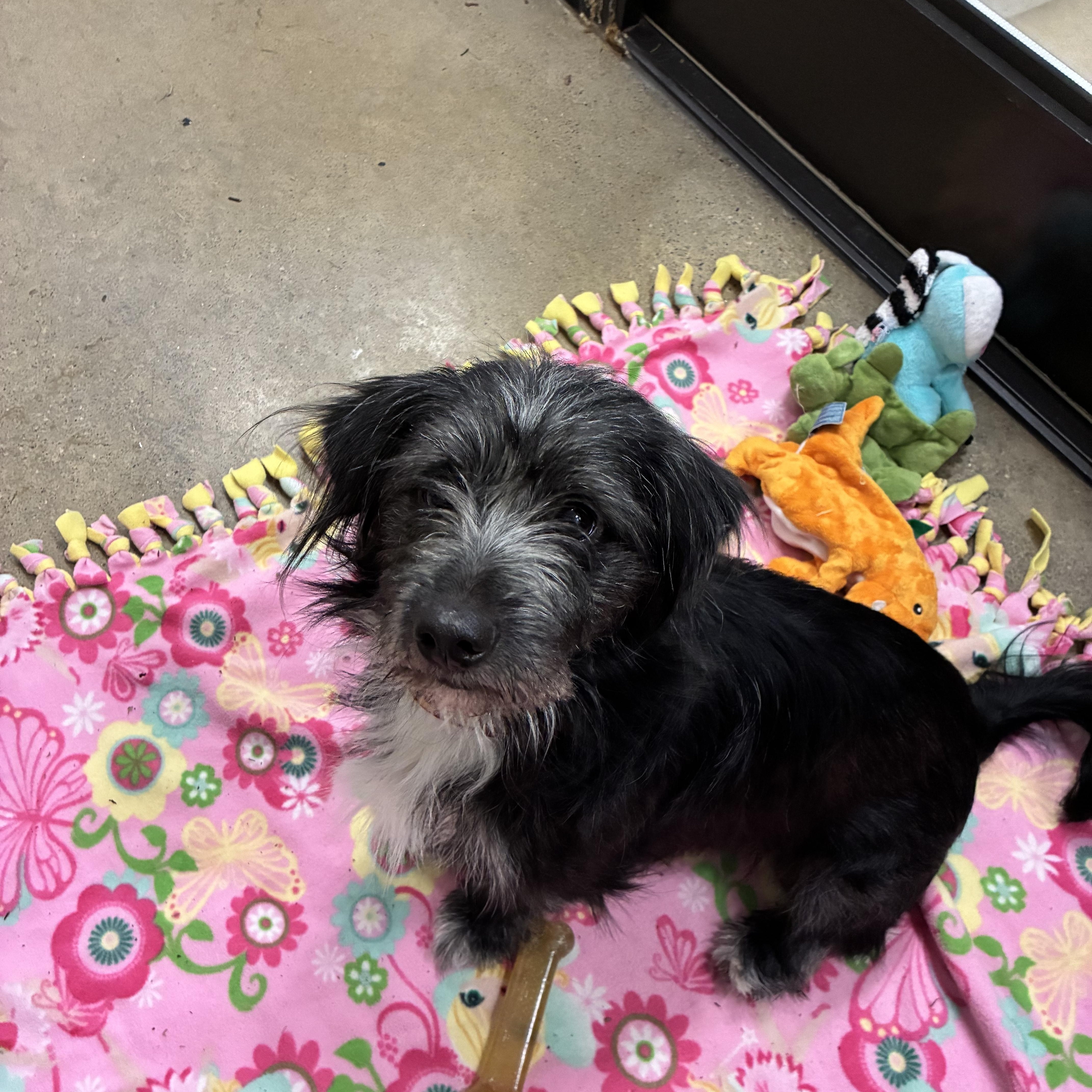 Enlarge Joyce, a ADOPTABLE mixed breed in Edgewood, MD image 2/6