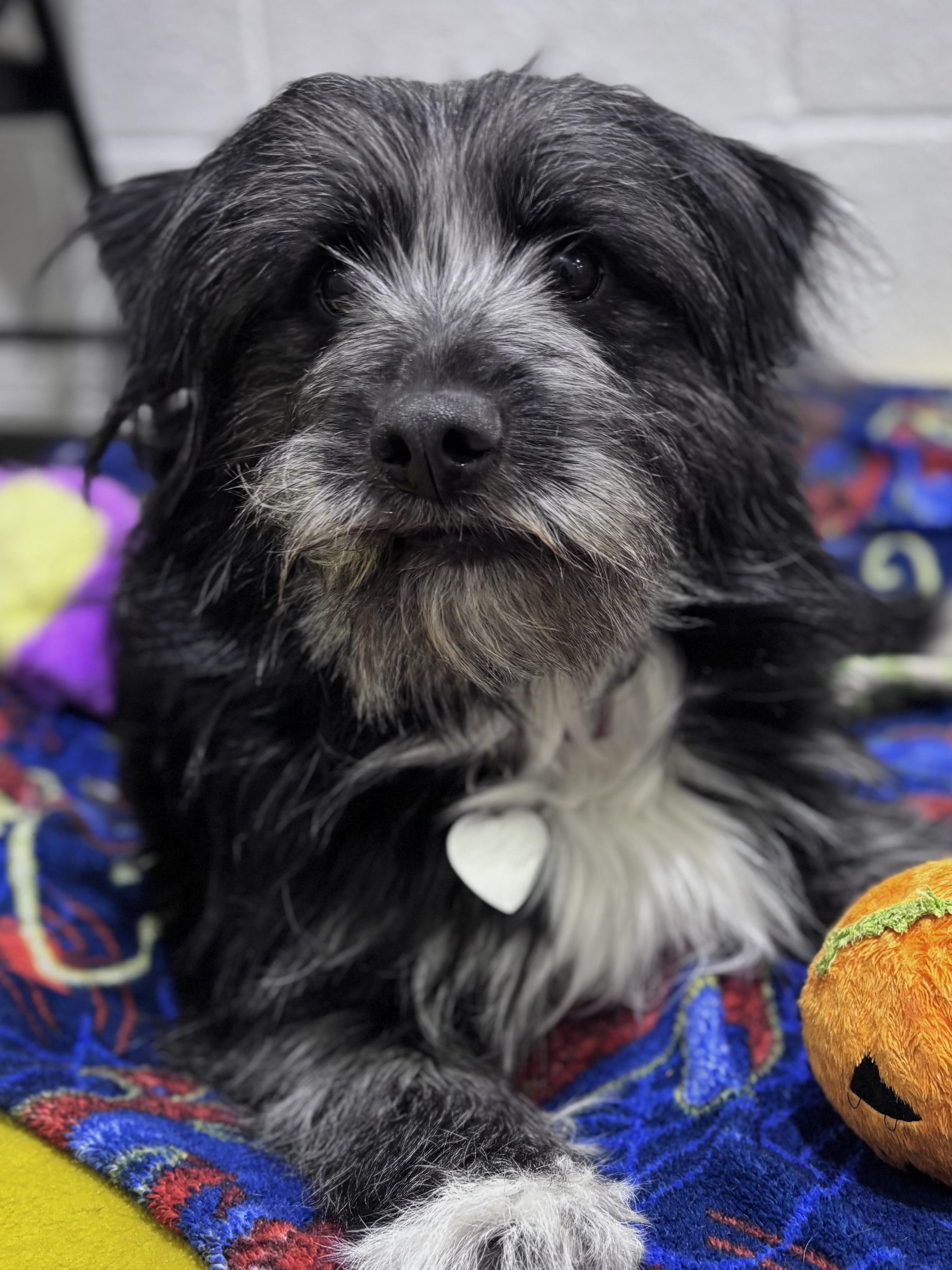 Joyce, ADOPTABLE, Young Female Terrier.