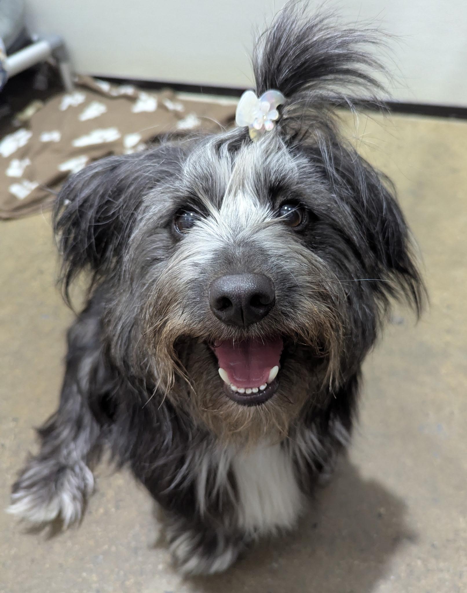 Joyce, ADOPTABLE, Young Female Terrier.