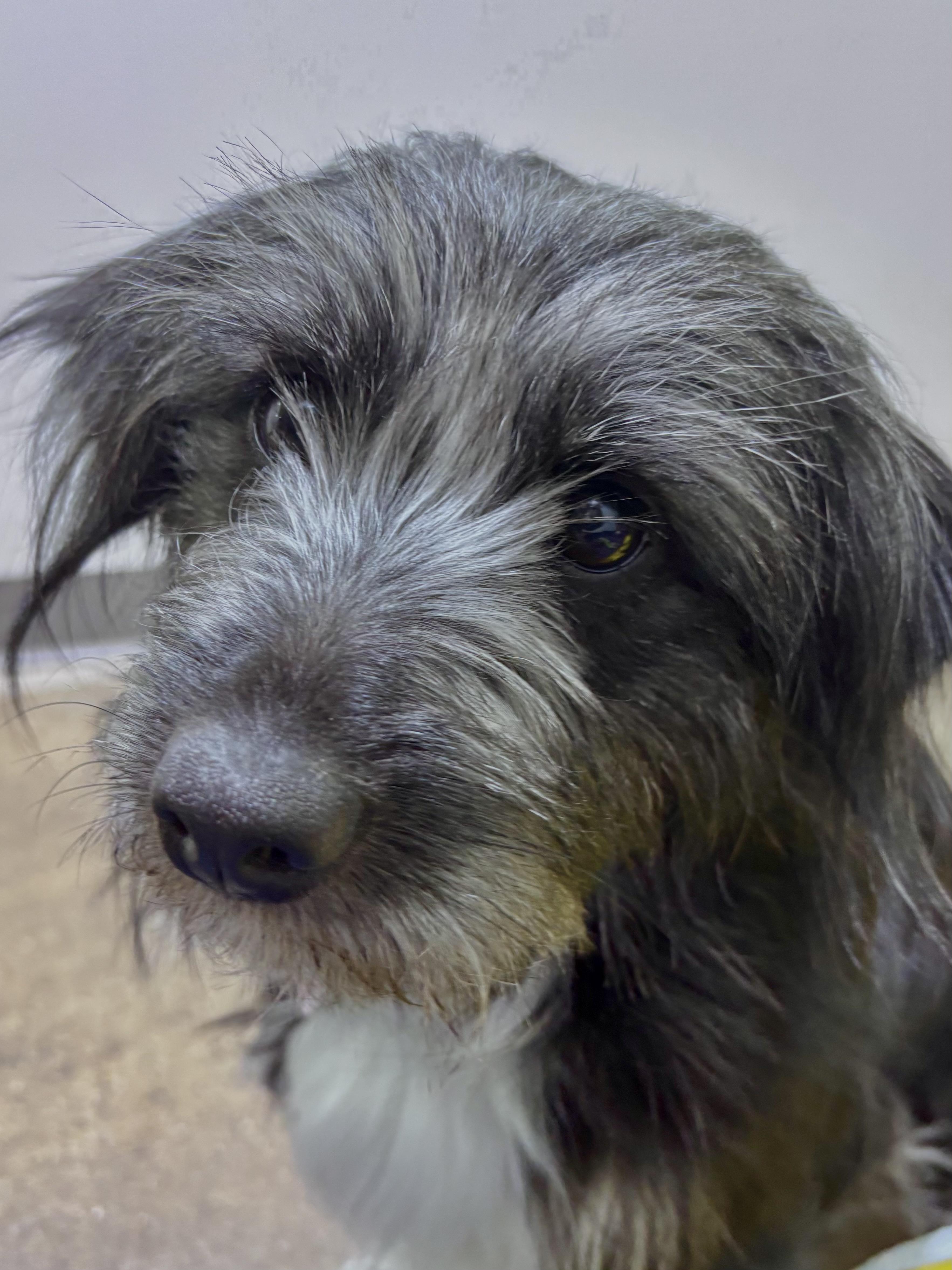 Enlarge Joyce, a ADOPTABLE mixed breed in Edgewood, MD image 5/6