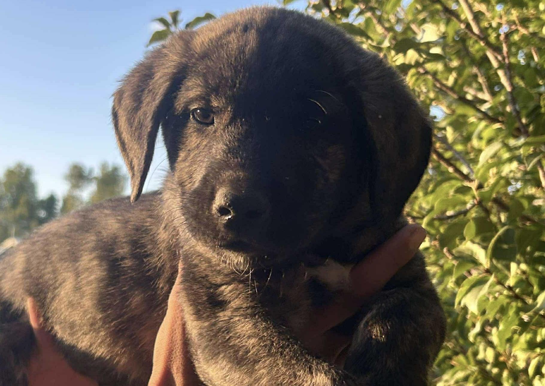 Champ, an adoptable Labrador Retriever in Cheyenne, WY, 82009 | Photo Image 1
