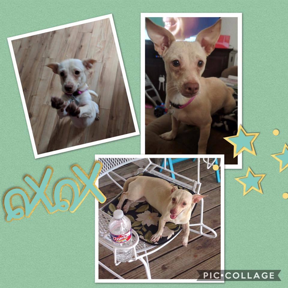 Blondie, a Adoptable mixed breed in Royse City, TX image 2/12