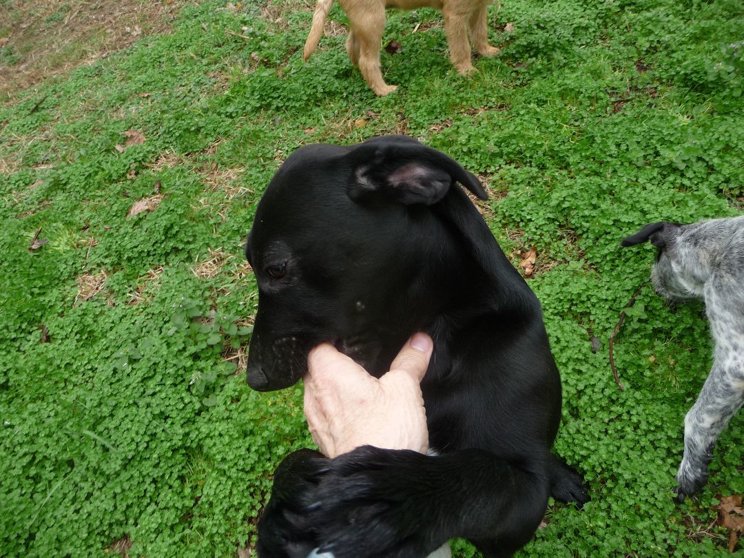 Eb, a Adoptable mixed breed in Cleveland, AL image 2/5