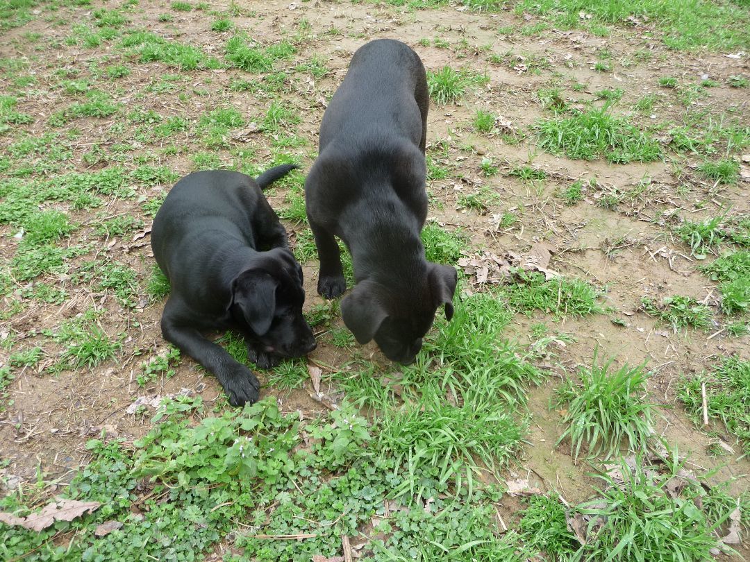 Eb, a Adoptable mixed breed in Cleveland, AL image 3/5