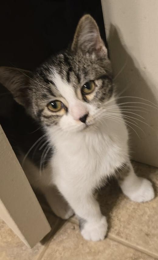 Enlarge Edward, a Adoptable Domestic Short Hair in Toledo, OH image 1/1