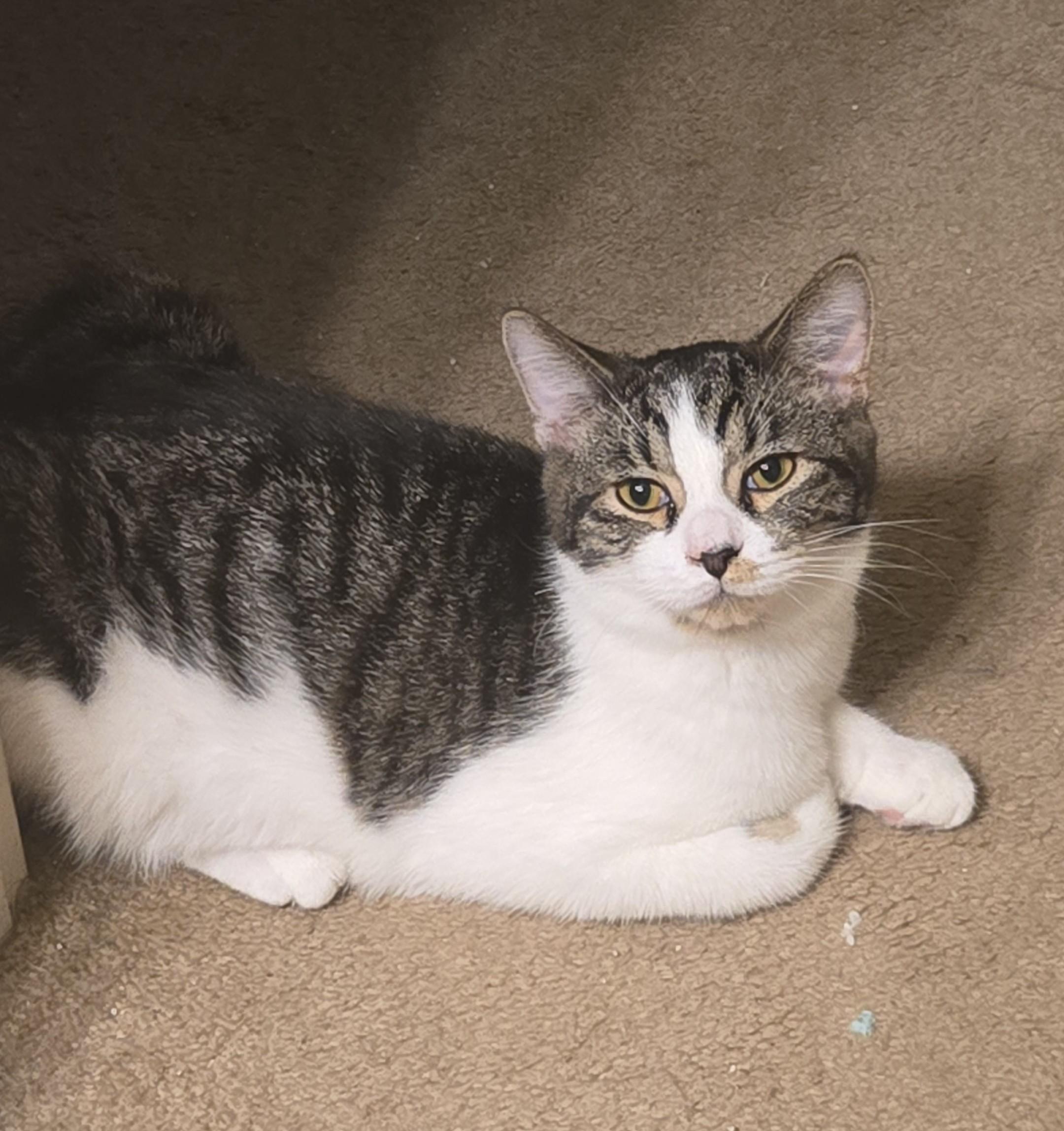 Edward, Adoptable, Kitten Male Domestic Short Hair.