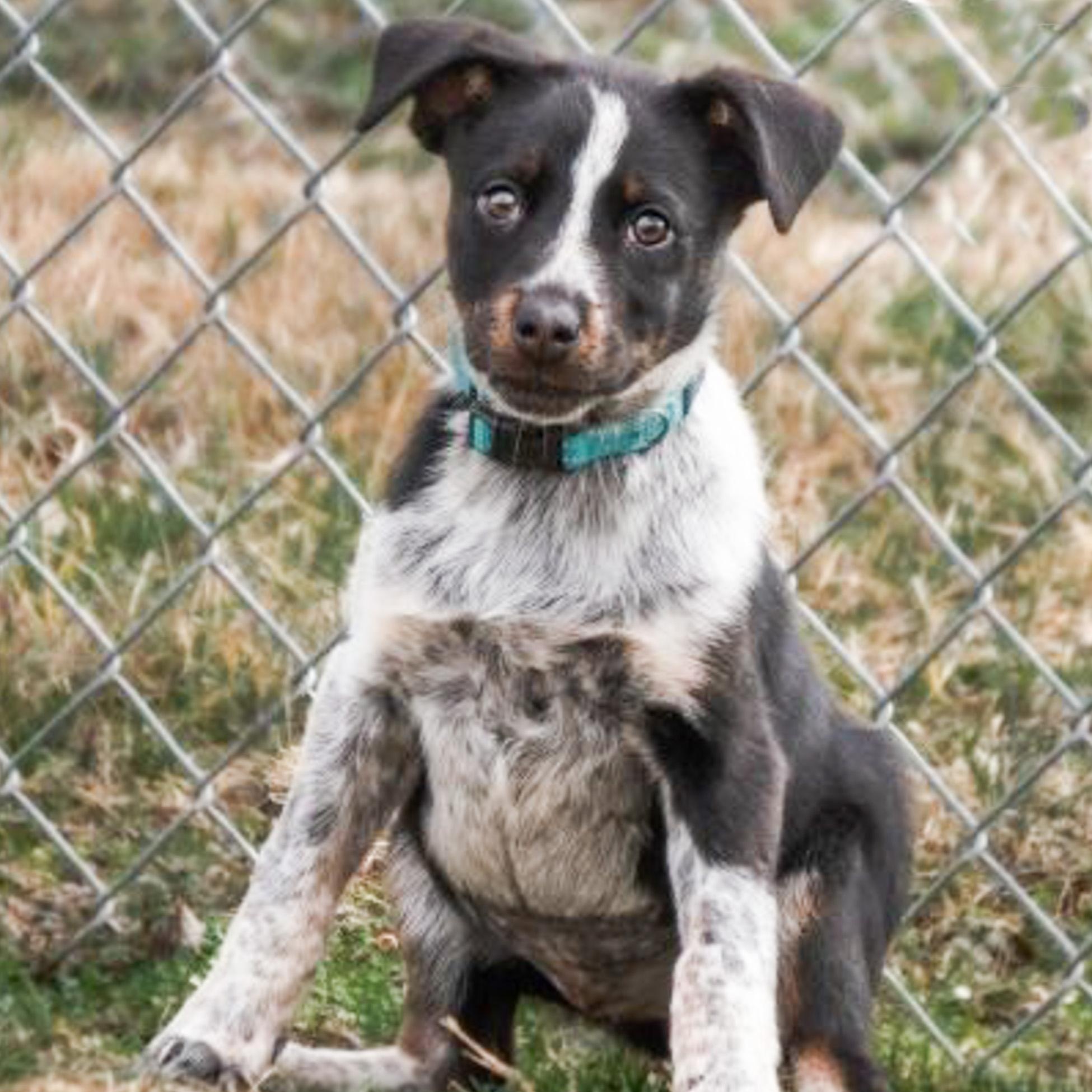 Enlarge Oaklyn, an adopted mixed breed in Albany, NY image 2/3