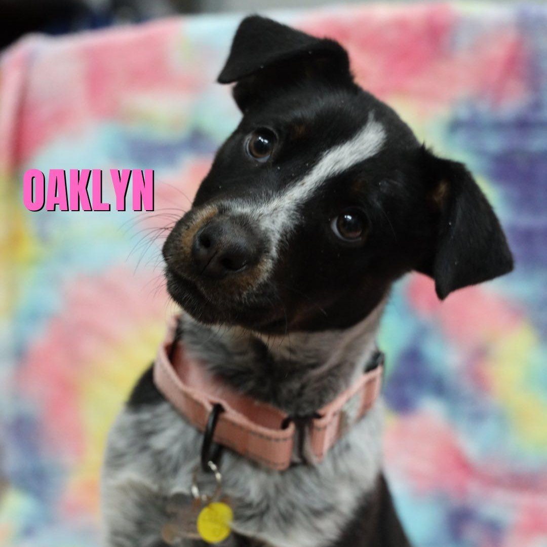 Enlarge Oaklyn, an adopted mixed breed in Albany, NY image 1/3