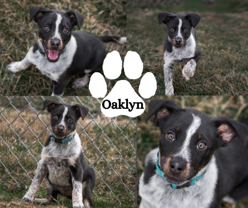 Enlarge Oaklyn, an adopted mixed breed in Albany, NY image 3/3