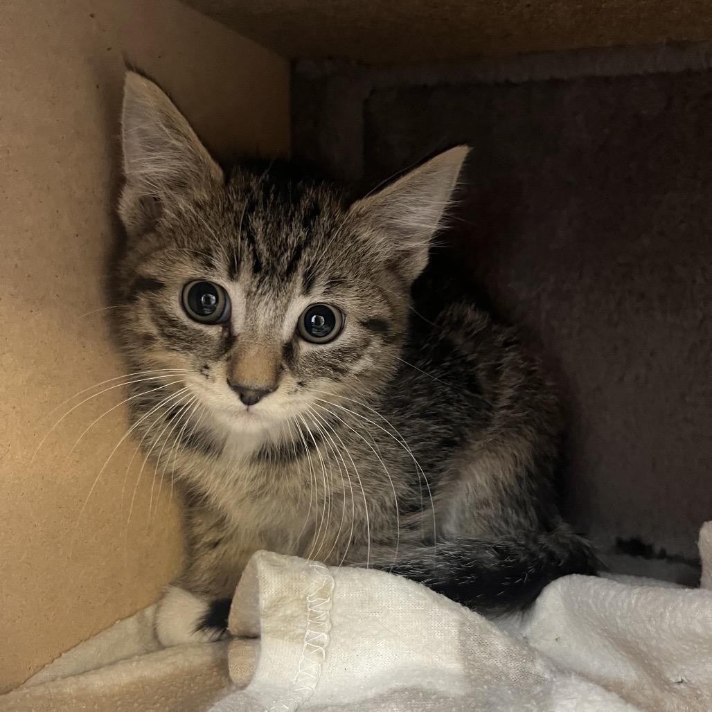 Enlarge Dudley, a Adoptable Domestic Short Hair in Baker City, OR image 1/1