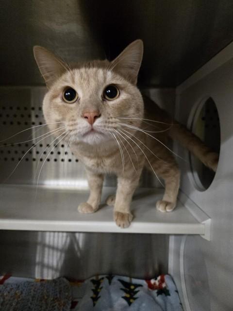 DUNE, Adoptable, Adult Male Domestic Short Hair.