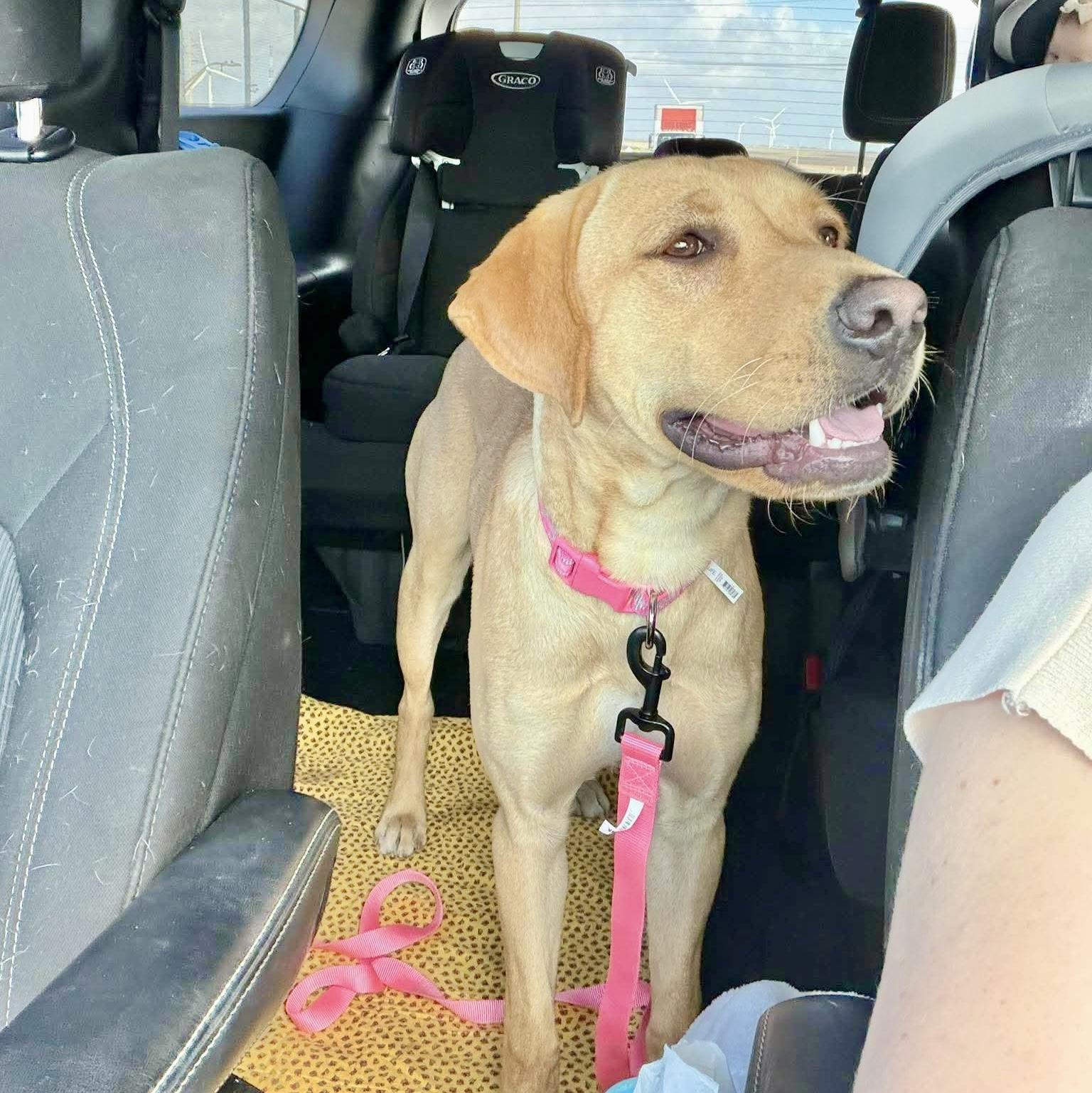 Enlarge Winnie, an adopted mixed breed in Latham, NY image 5/6