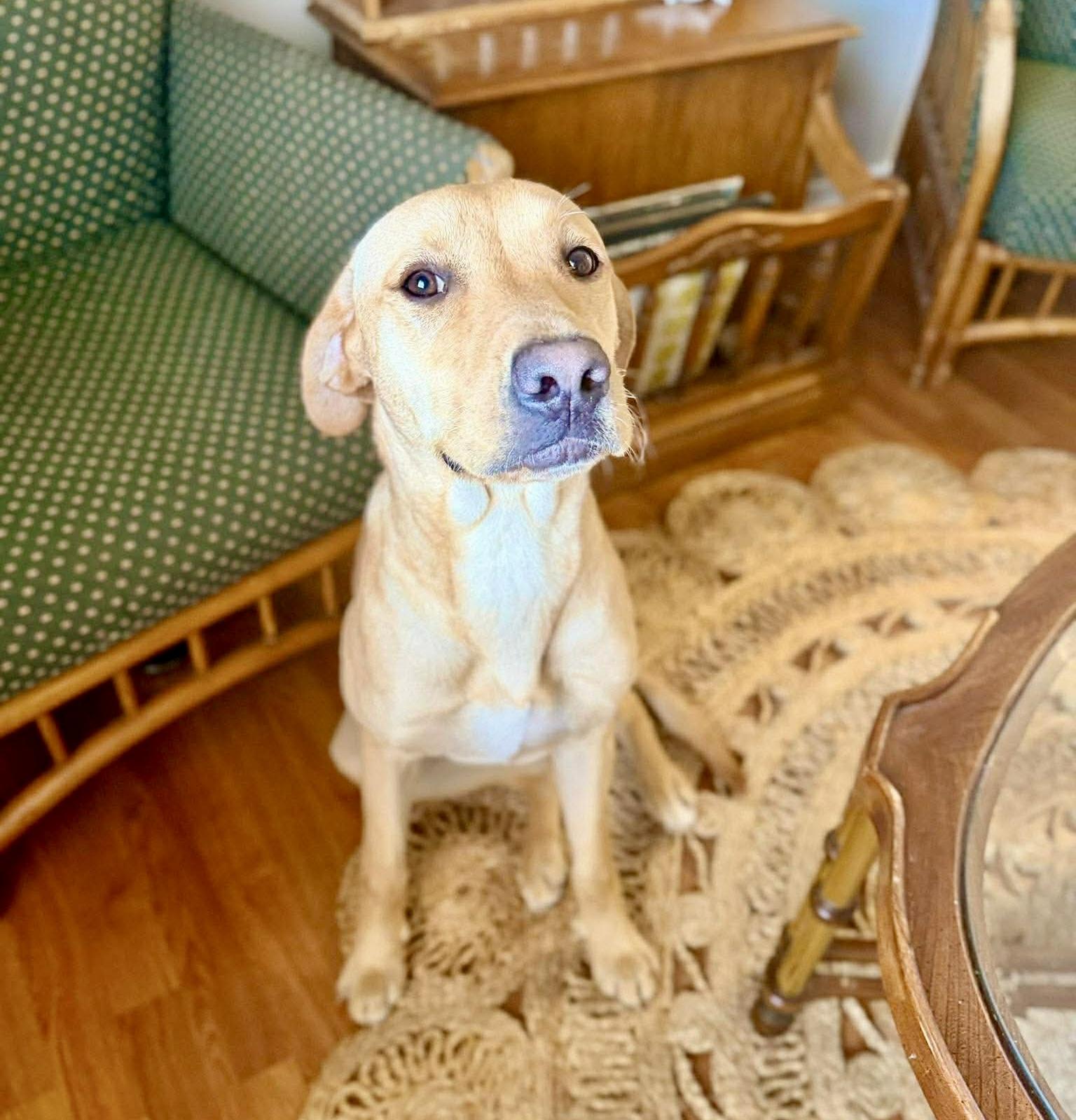 Enlarge Winnie, an adopted mixed breed in Latham, NY image 6/6