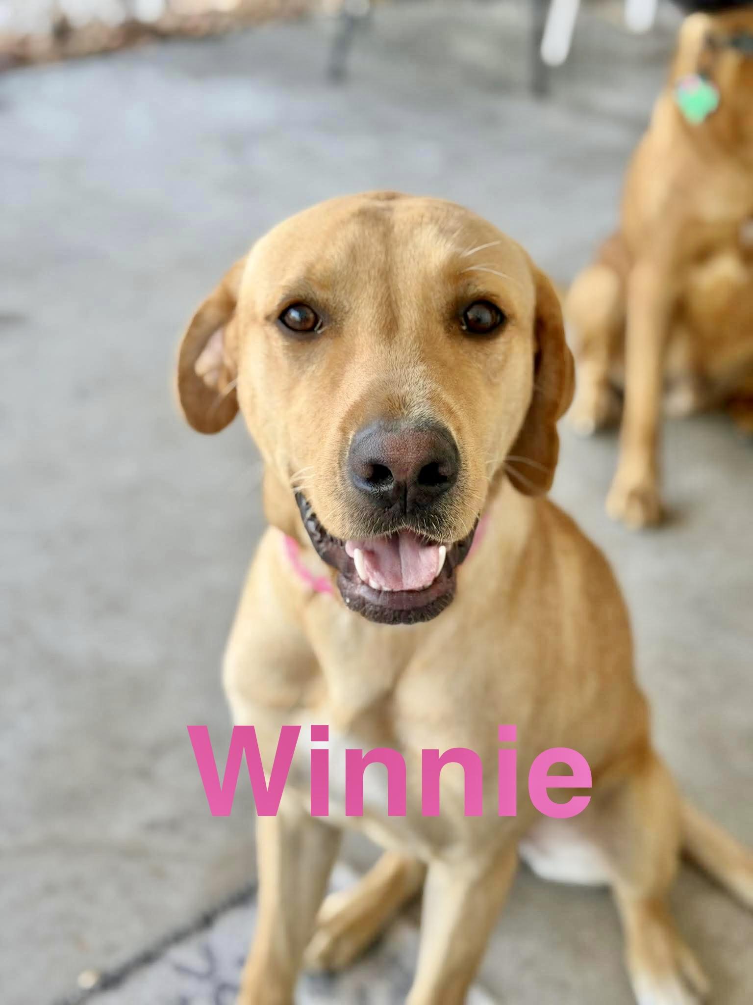 Enlarge Winnie, an adopted mixed breed in Latham, NY image 1/6