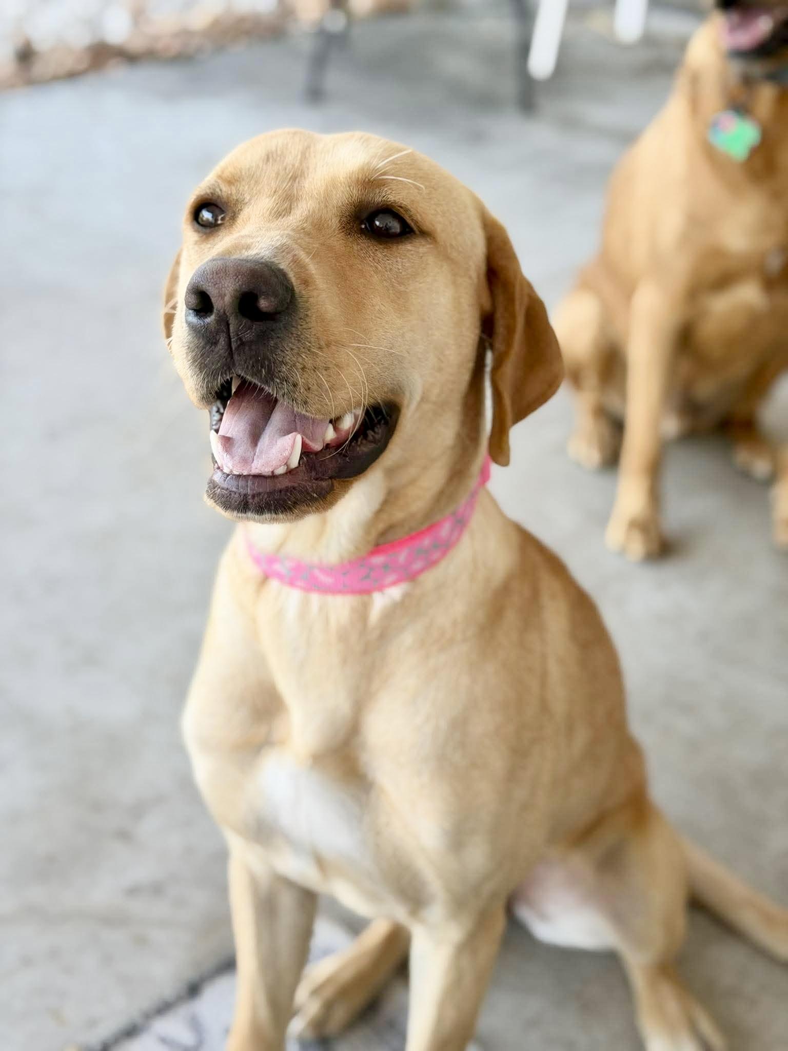 Enlarge Winnie, an adopted mixed breed in Latham, NY image 3/6