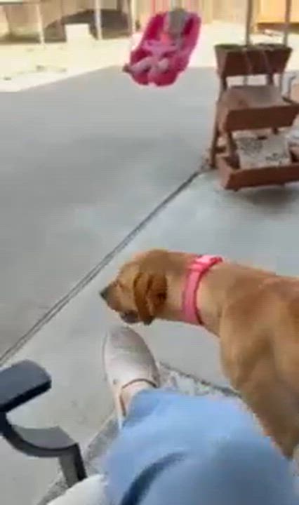 Enlarge Winnie, an adopted mixed breed in Latham, NY video 4/6