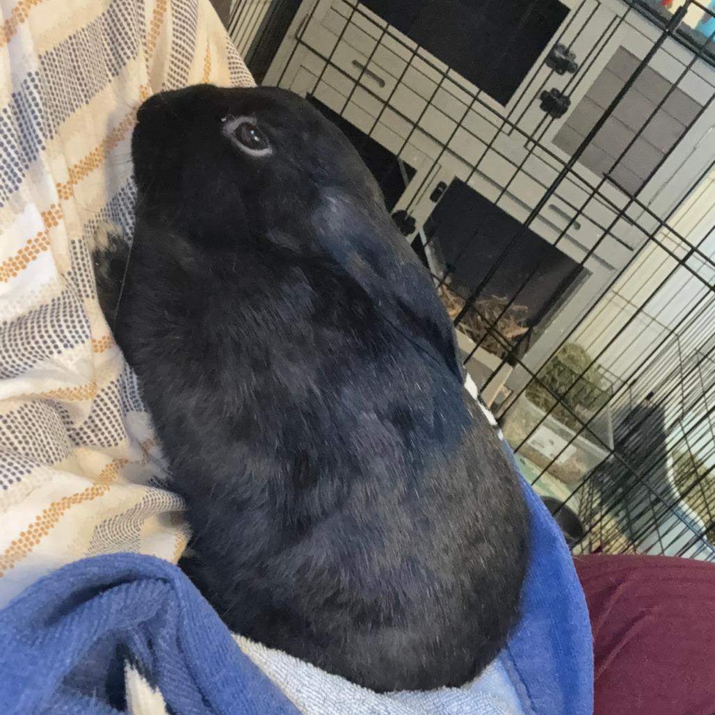 Ben, Adoptable, Young Male Netherland Dwarf.