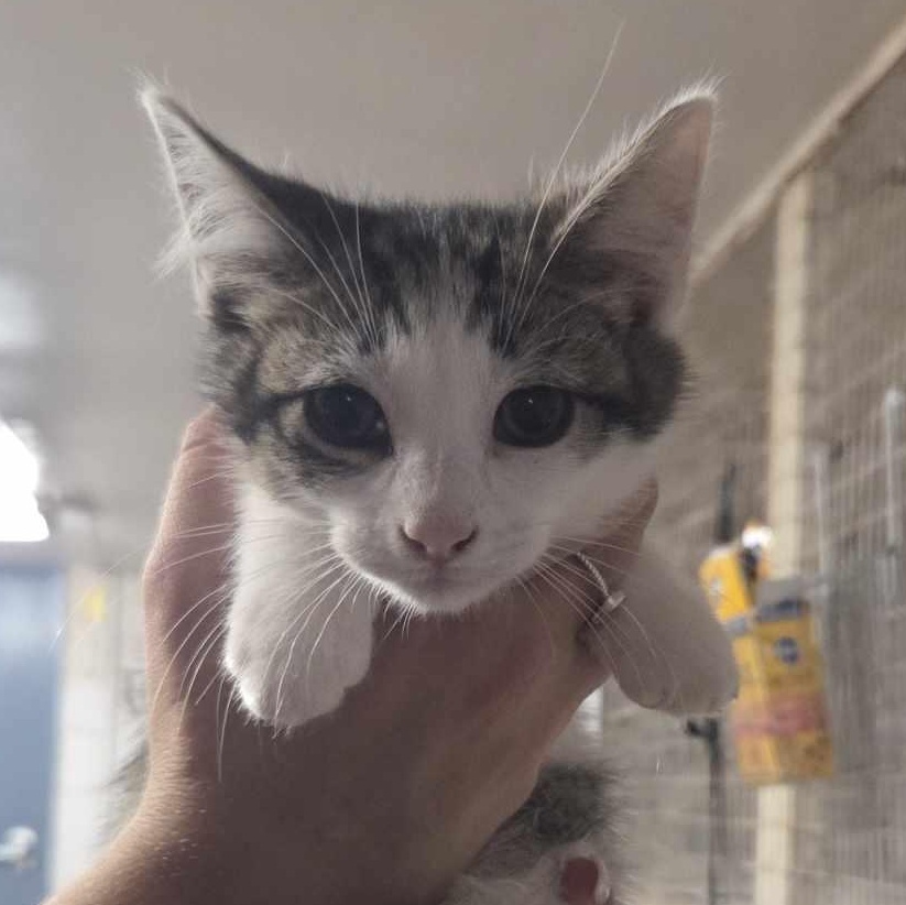 Sprat, an adoptable Domestic Short Hair Mix in Lubbock, TX_image-1
