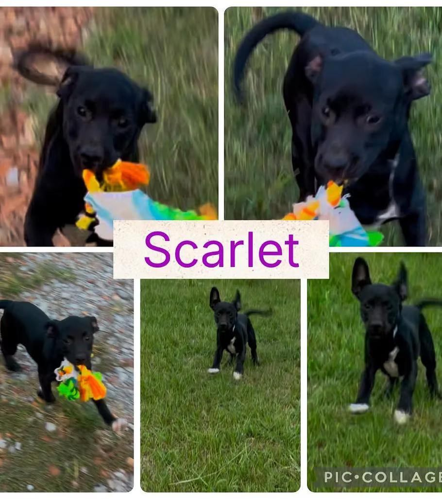 Scarlet - in Maine, Adoptable, Puppy Female Terrier.