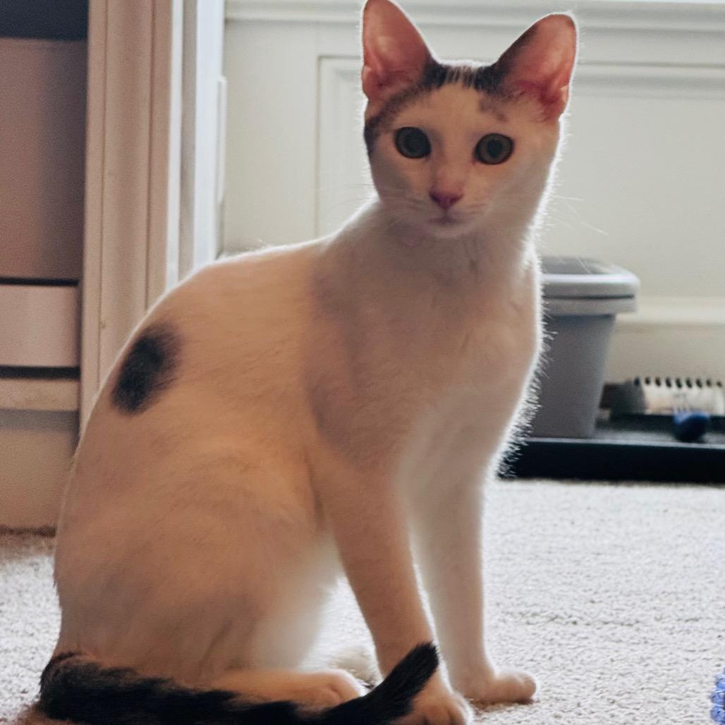 Gromit, Adoptable, Young Male Domestic Short Hair.