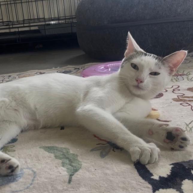 Enlarge Gromit, a Adoptable Domestic Short Hair in La Grange, KY image 2/5