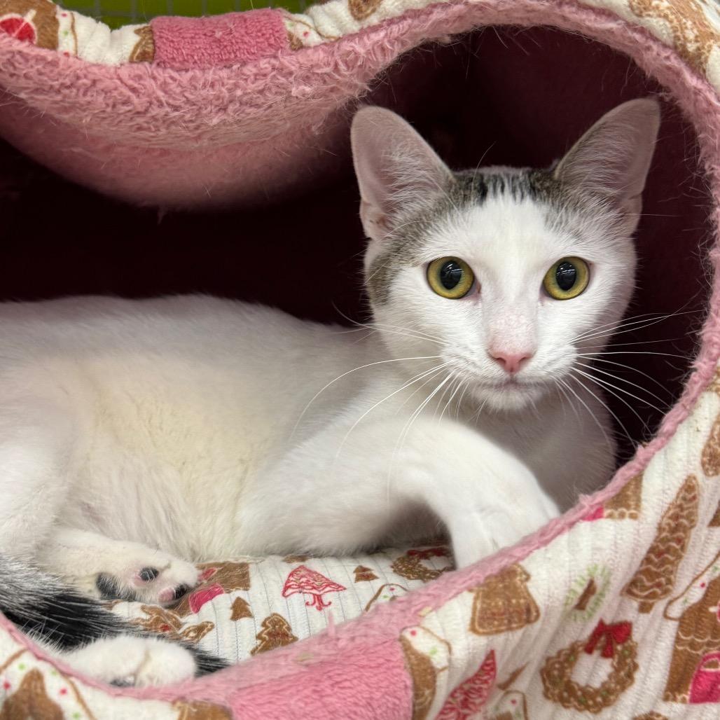 Enlarge Gromit, a Adoptable Domestic Short Hair in La Grange, KY image 6/6