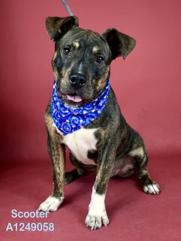 Enlarge SCOOTER, a Adoptable Pit Bull Terrier in Bakersfield, CA image 1/1