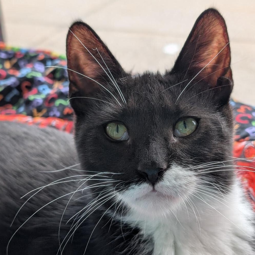 Smurf, a Adoptable mixed breed in East Amherst, NY image 3/6