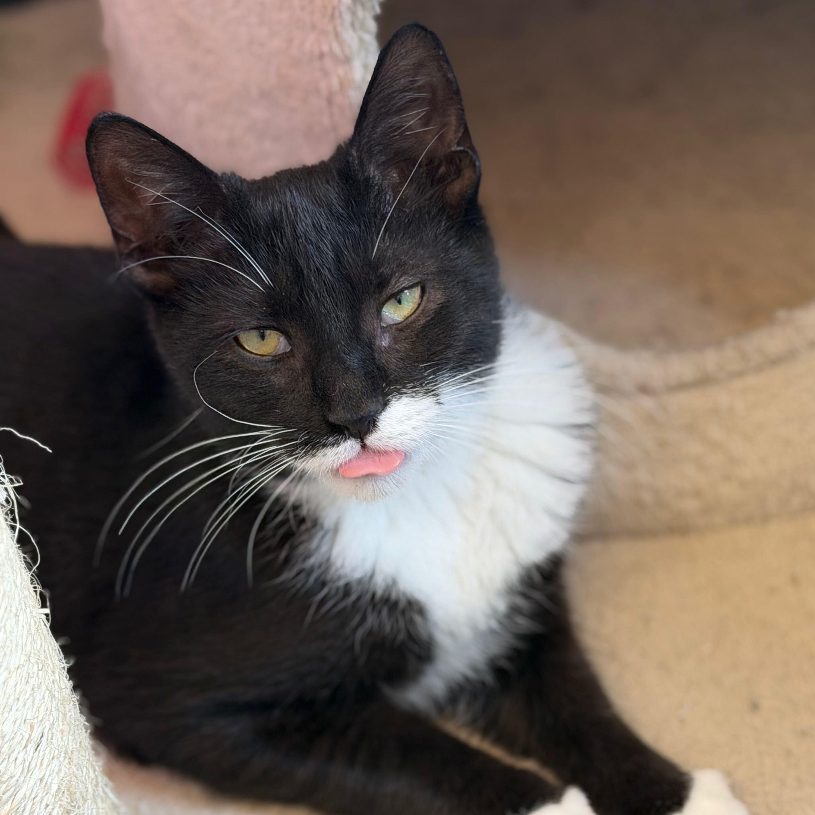 Smurf, a Adoptable mixed breed in East Amherst, NY image 5/6