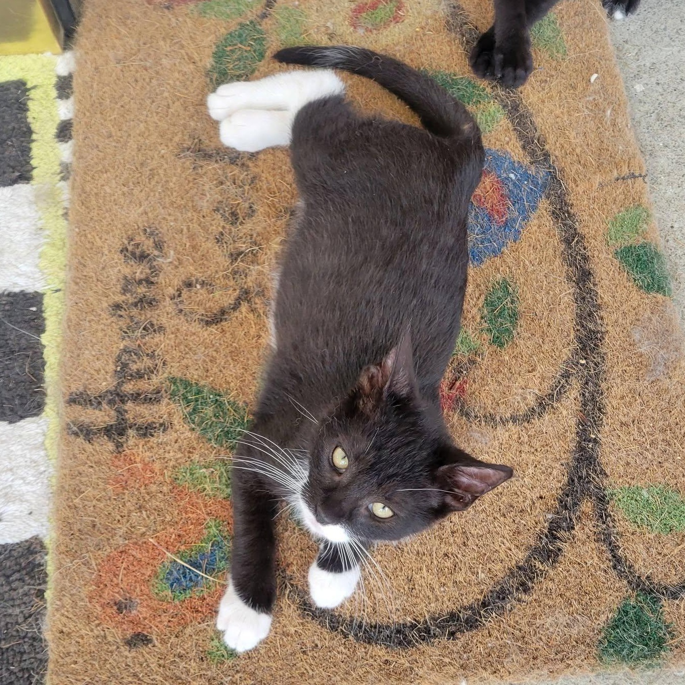 Smurf, a Adoptable mixed breed in East Amherst, NY image 4/6
