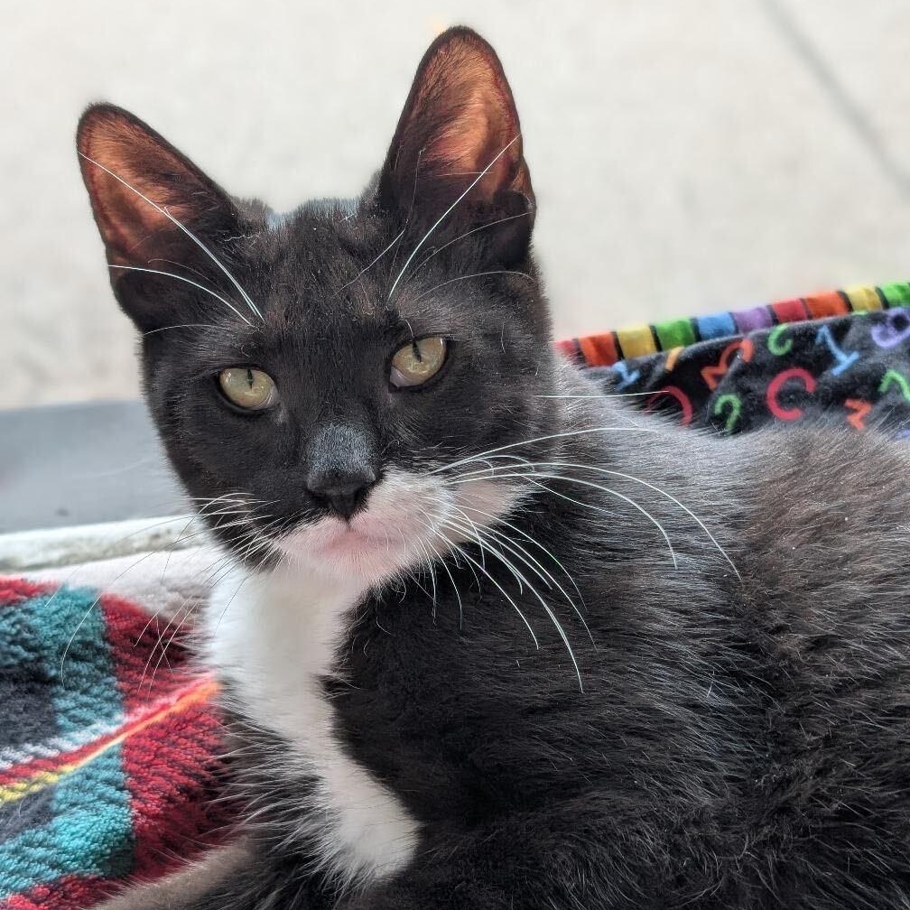 Smurf, a Adoptable mixed breed in East Amherst, NY image 2/6