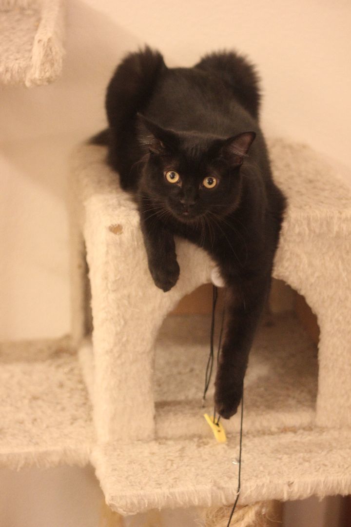 Tyler, Adoptable, Young Male Domestic Medium Hair.