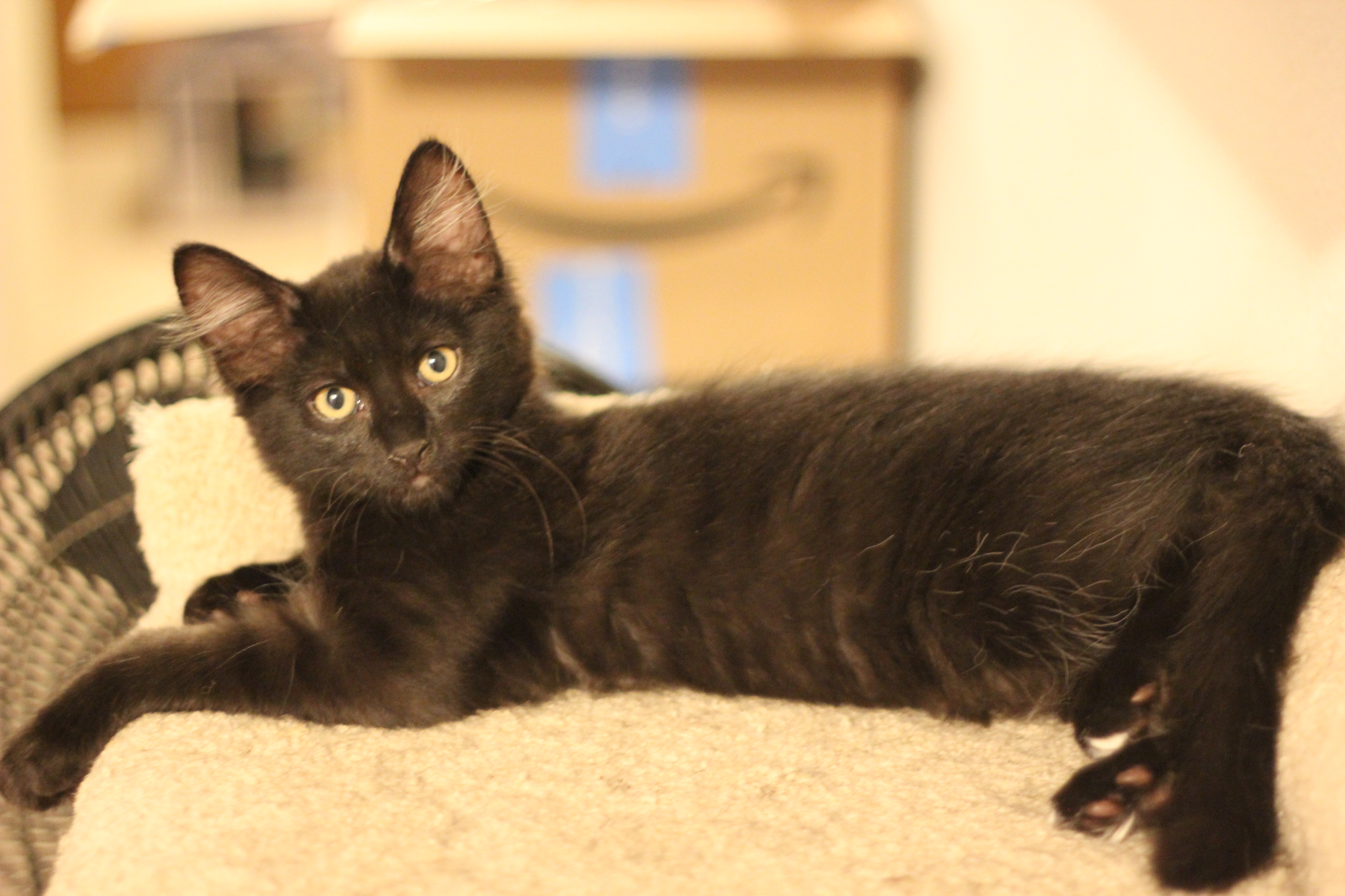 Tyler, a Adoptable Domestic Medium Hair in Gig Harbor, WA image 2/7