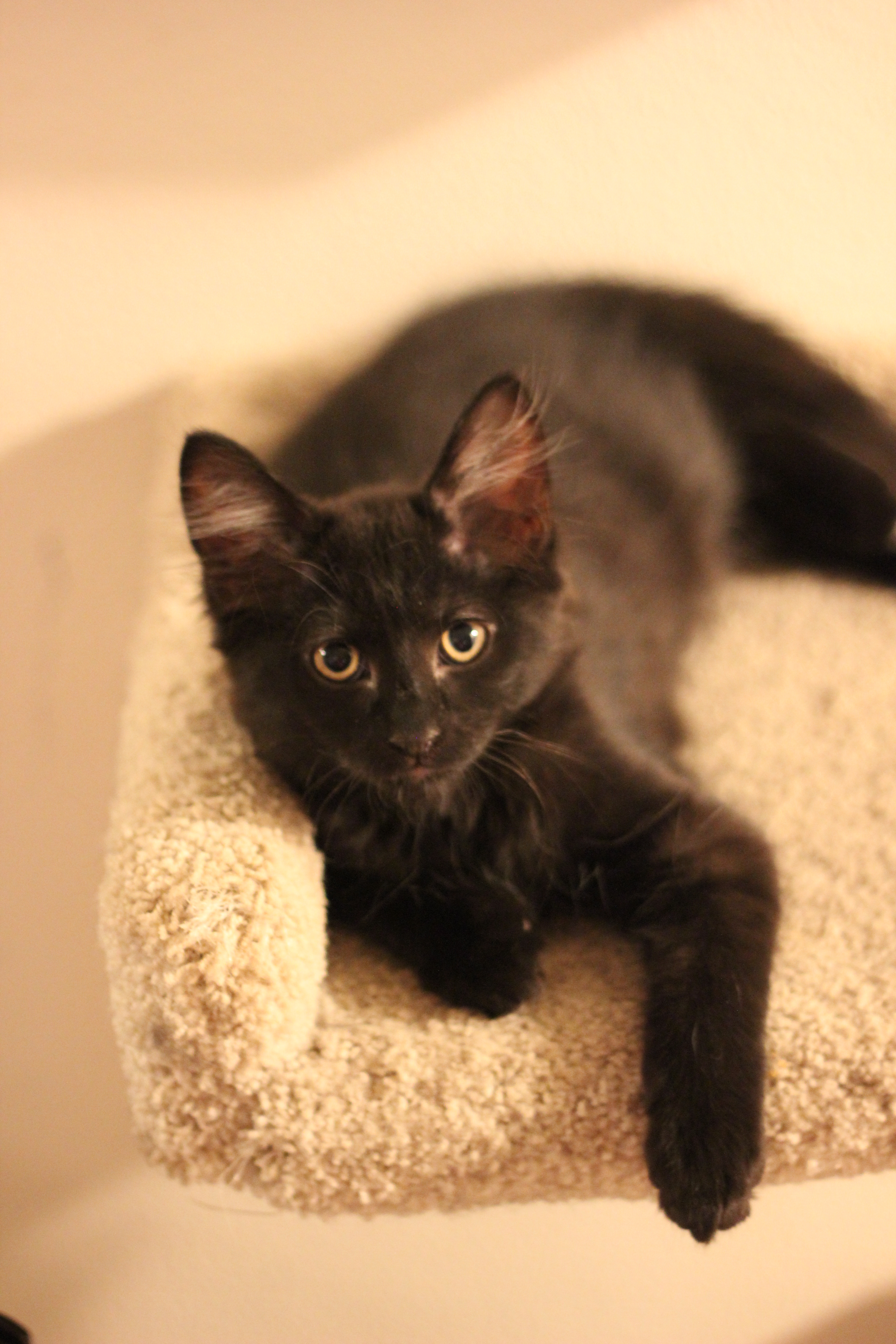 Tyler, a Adoptable Domestic Medium Hair in Gig Harbor, WA image 3/7