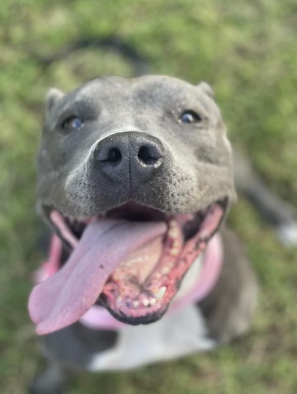 Enlarge Nellie, a Adoptable mixed breed in Choctaw, OK image 2/4