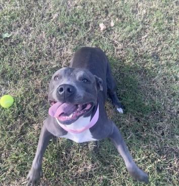 Enlarge Nellie, a Adoptable mixed breed in Choctaw, OK image 3/4