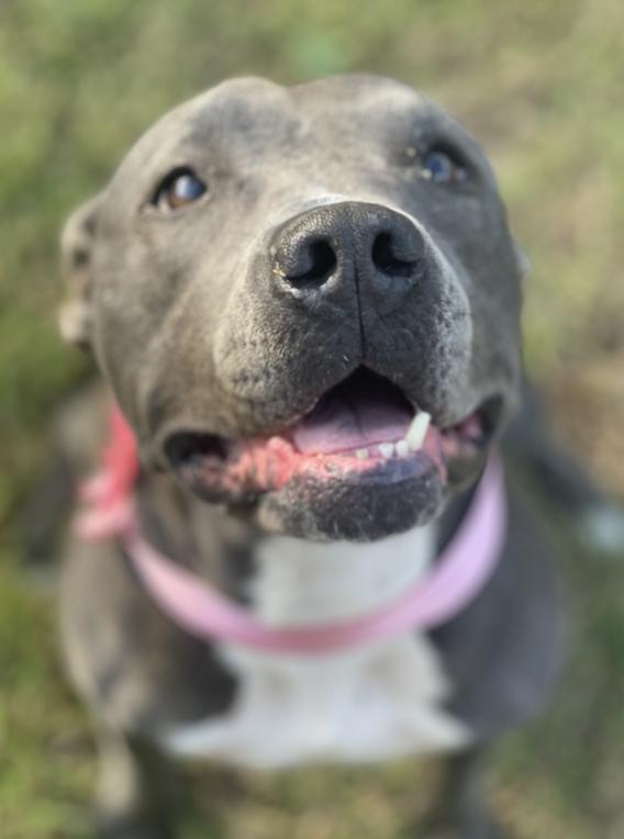 Enlarge Nellie, a Adoptable mixed breed in Choctaw, OK image 4/4