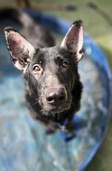 Killua, Adoptable, Young Female German Shepherd Dog.
