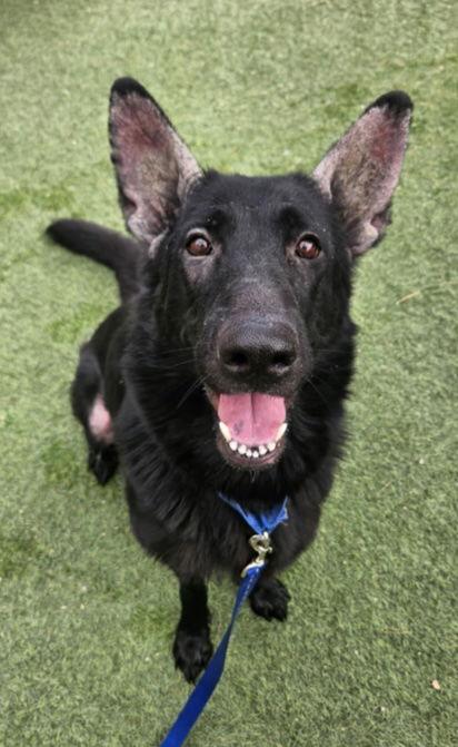 Killua, a Adoptable German Shepherd Dog in Lakewood, CO image 2/2