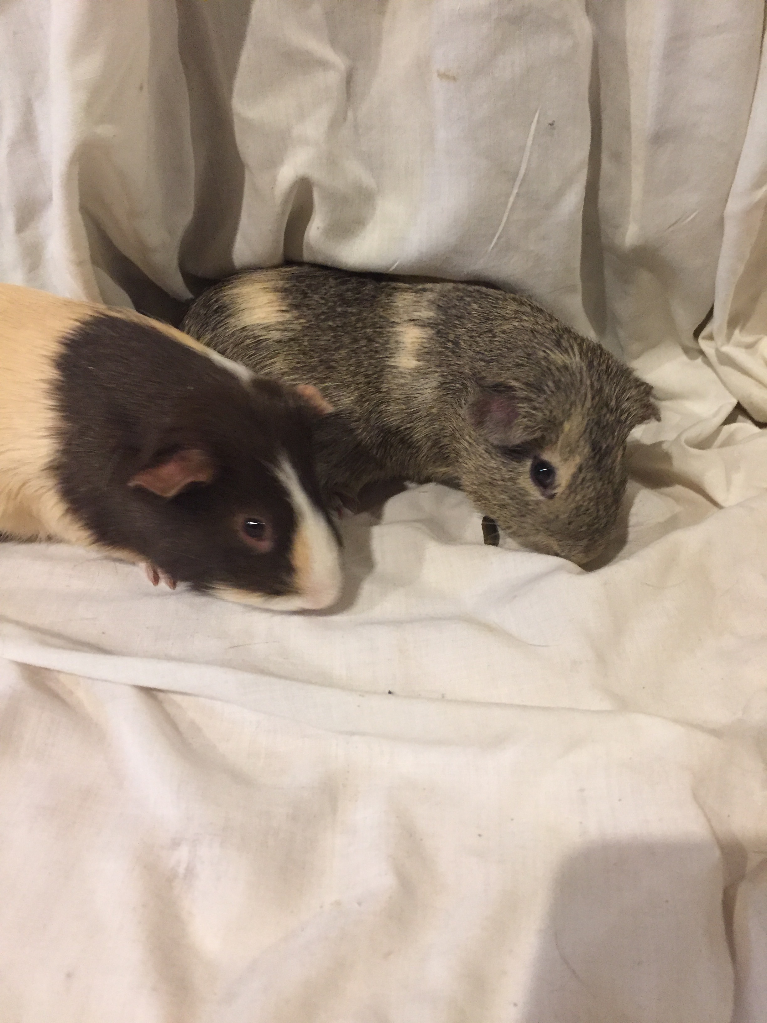 Joey and Lance photo 2