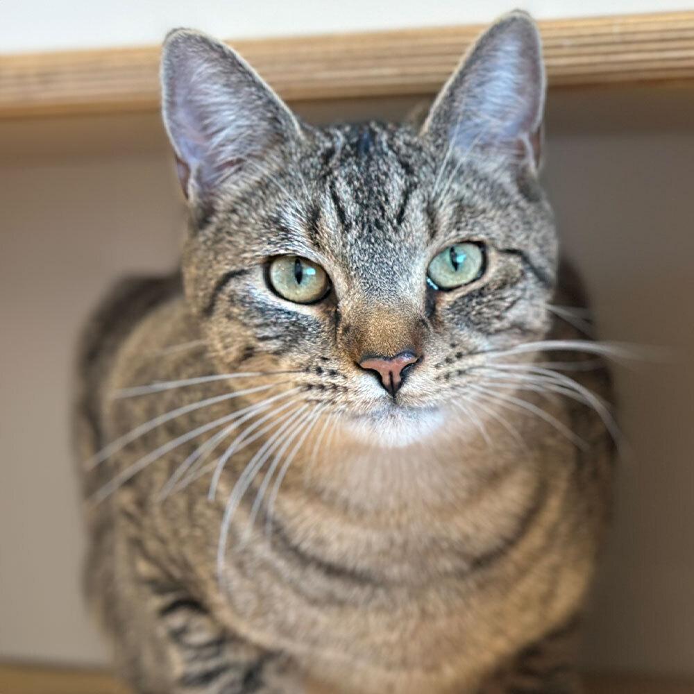 Rodrigo, Adoptable, Adult Male Domestic Short Hair.