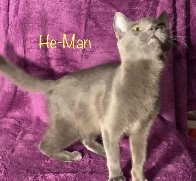He-Man, Adoptable, Kitten Male Russian Blue.
