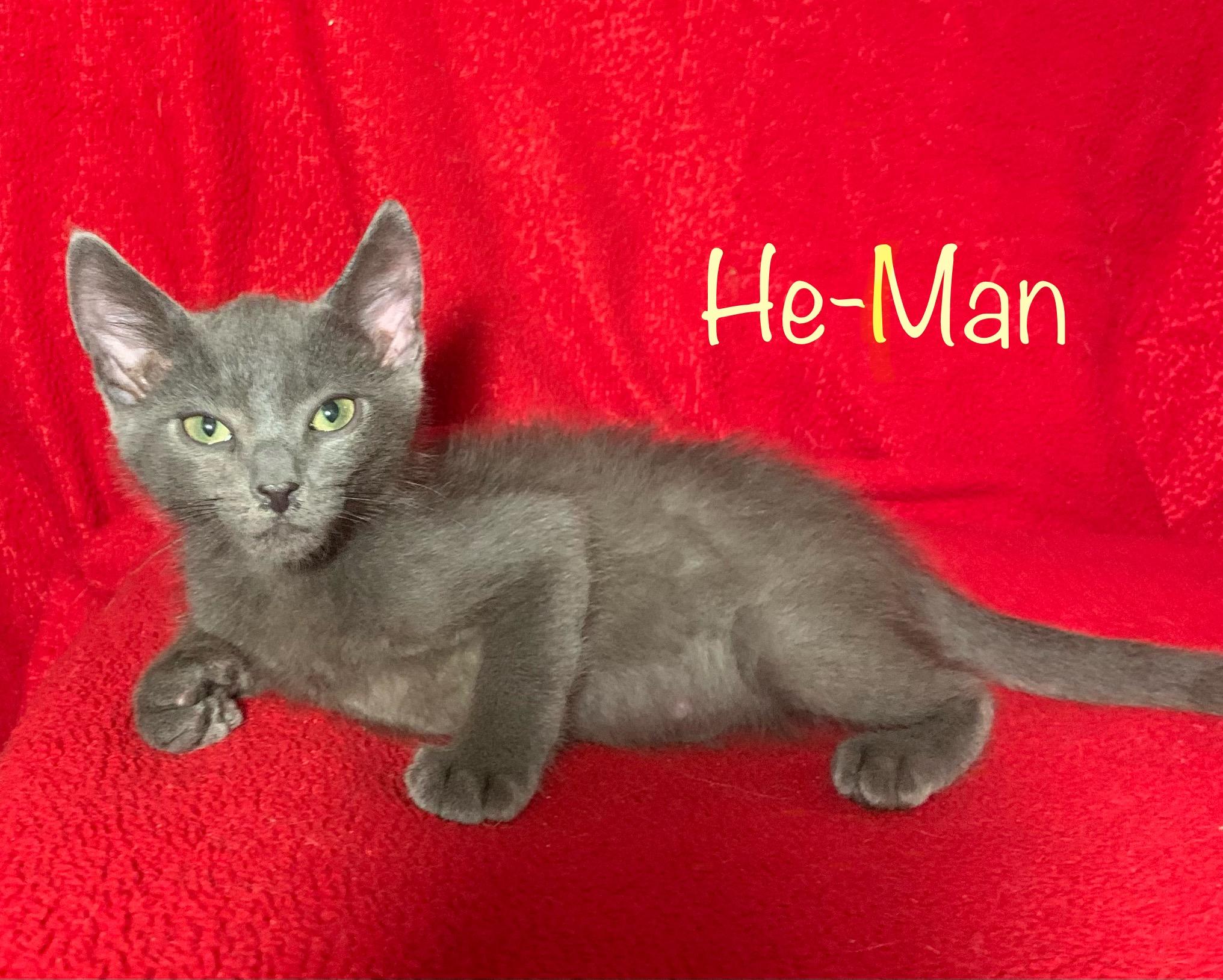 Enlarge He-Man, a Adoptable Russian Blue in Dixon, CA image 2/4