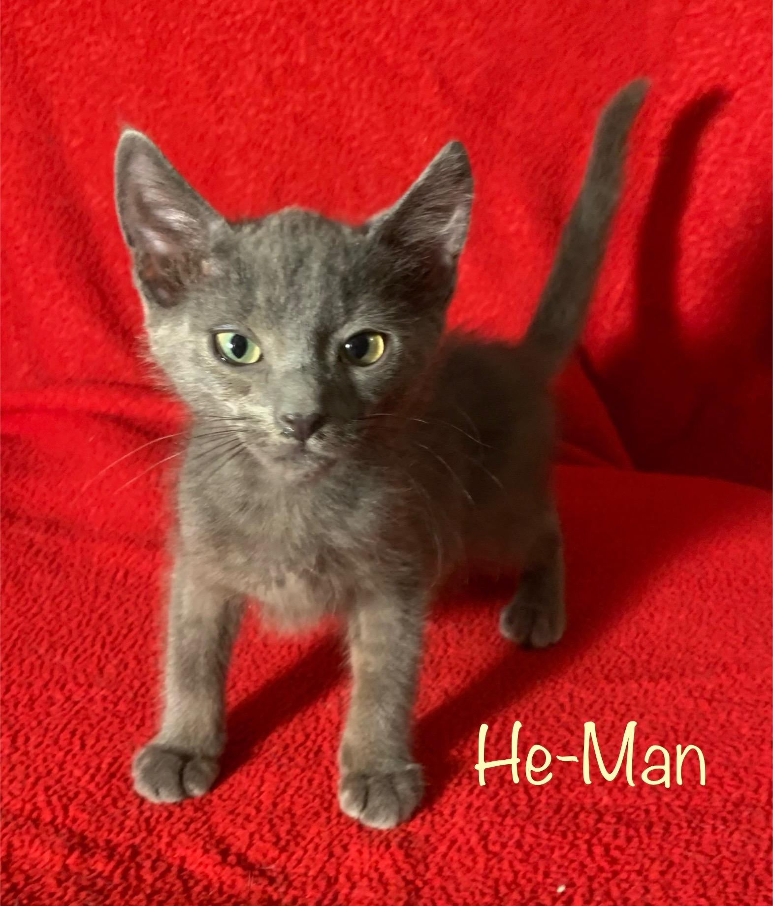 Enlarge He-Man, a Adoptable Russian Blue in Dixon, CA image 4/4