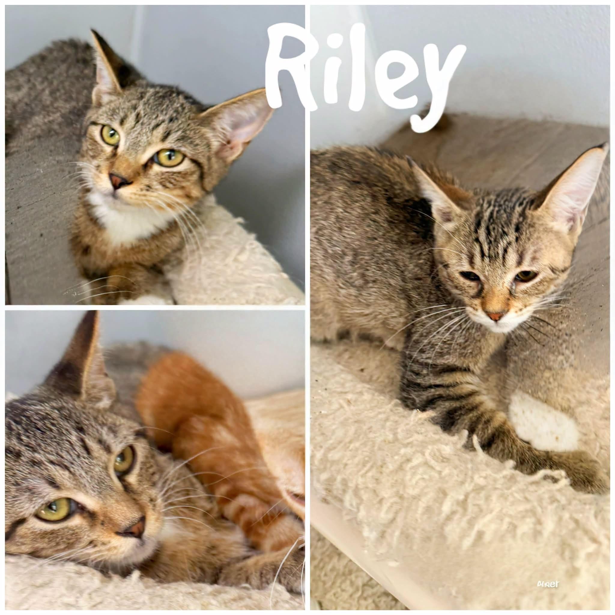 Riley, Adoptable, Young Male Domestic Short Hair.