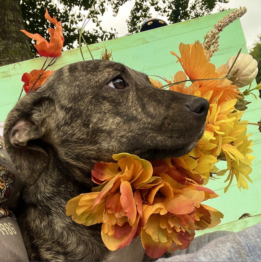 Enlarge Lola, a Adoptable Pit Bull Terrier in Wiggins, MS image 1/3